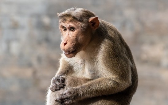 Cloned Rhesus Monkey in China Survives Into Adulthood, Marking a First in Primate Cloning