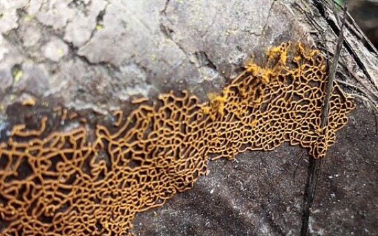 Can Slime Molds Think? Five Smart Things Yellow Goo Can Do Without a Brain
