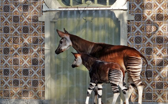 What Is an Okapi? Get to Know This Strange Creature That Looks Like a Giraffe, Horse Combo