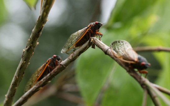 Brood X Cicadas Emerge After 17 Years Underground