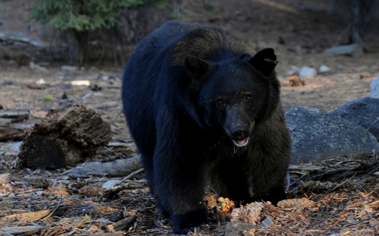 A black bear scavenges for food beside t