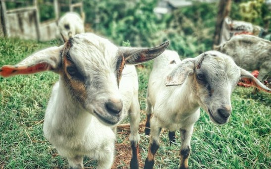Goats Are Sensitive to Humans' Vocal Cues; Can Tell Your Mood Based on Voice Tone [Study]