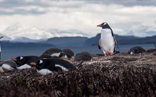 Avian Flu Detected in Gentoo Penguins for the First Time, Sparks Fear of Infection Among Antarctica’s Bird Colonies