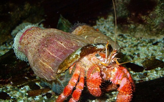 300 Hermit Crabs Use Plastic as Shelters Instead of Natural Shells