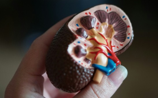 Can You Live With Only One Kidney? How Will It Affect Your Body’s Renal Function?