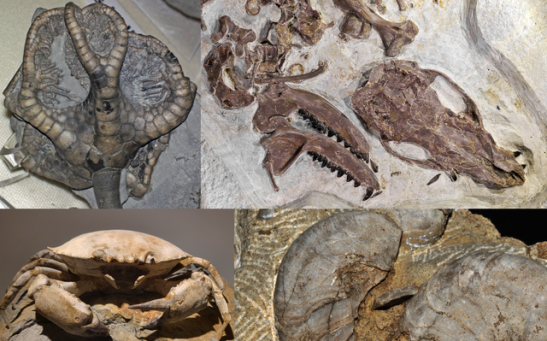 400 Well-Preserved Fossils Unearthed in a Mountain Range in France [Study]