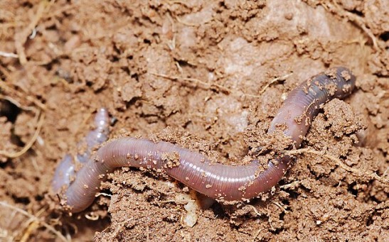 Invasive Earthworm Species Colonize Large Swaths of North America, Pose Threat to Native Ecosystems