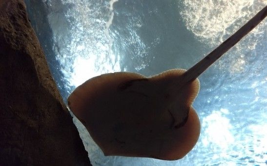 Pregnant Stingray Puzzles Staff at North Carolina Aquarium: Immaculate Conception or Interspecies Mystery?