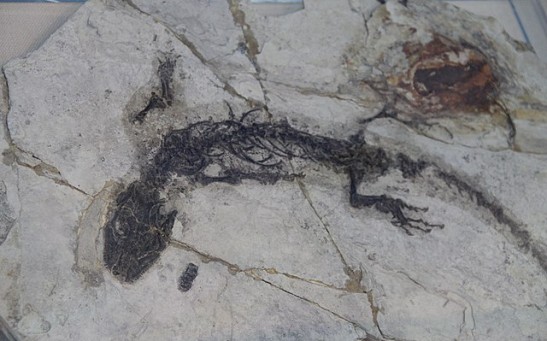Renowned 280-Million-Year-Old Lizard Fossil Against a Rock Is Partially Forged, Just a Paint [Study]
