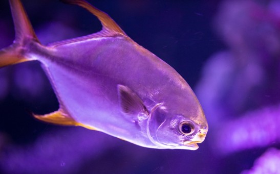 Evolutionary Puzzle: Understanding Why Humans Lack Gills Despite Their Fish Ancestry