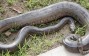 26-Foot-Long Anaconda Discovered in Amazon Rainforest Is The World's Biggest Snake
