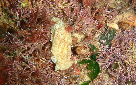 New Sea Slug Species Found in UK Waters Raises Climate Change Migration Concerns