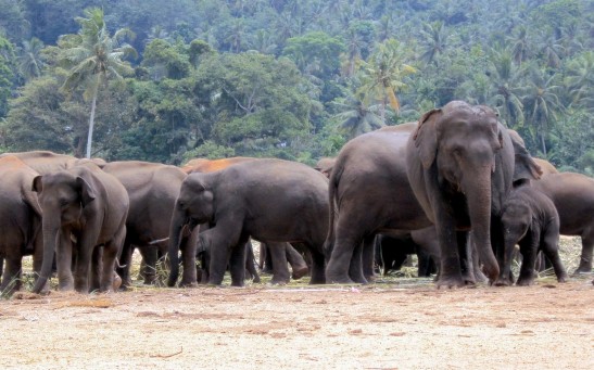 Grieving Giants: Indian Study Reveals Asian Elephants' Unique Burial Rituals for Deceased Calves