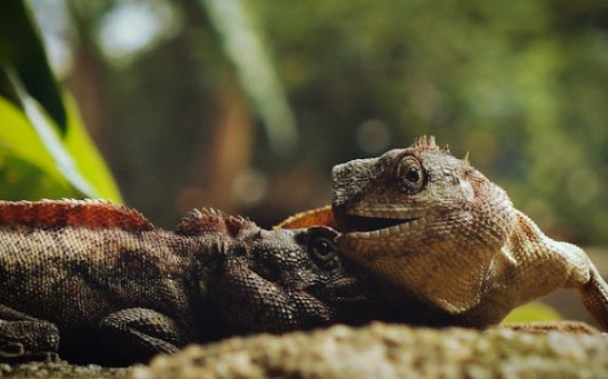 Lizards in North America at Risk of Population Decline Due to Deforestation, Climate Change [Study]
