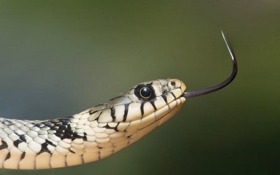 Developing Universal Antivenom That Can Neutralize Neurotoxin From Any Venomous Snakes Worldwide Could Likely Happen Soon