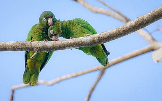 ‘Parrot Fever’ Claims 5 Lives Across Europe; Experts Warn About Psittacosis Outbreak