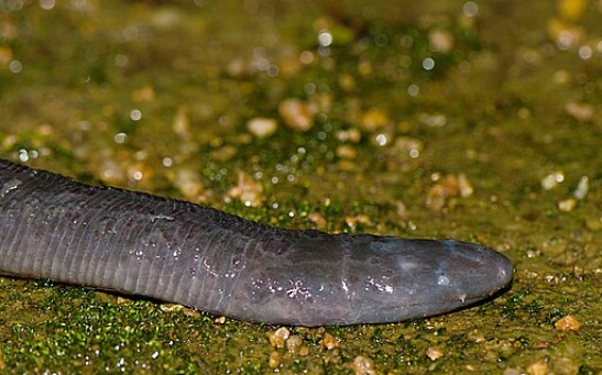 Worm-Like Amphibian Found To Produce Milk For Its Hatchlings; How Do Caecilians Nurse Their Young?