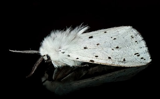 Urban Moths Develop Smaller Wings in Response to Light Pollution; Interrupted Flight Speed Makes Them Vulnerable to Predators