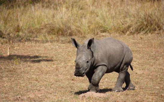 Baby Rhino at Bedfordshire Conservation Zoo Takes Wobbly Steps 2 Hours After Birth [Watch Video]