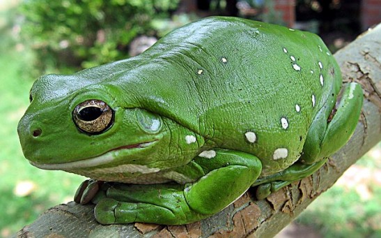 Why Do Tree Frogs Lay Eggs on the Ground Instead of on Tree Branches Where They Usually Live?