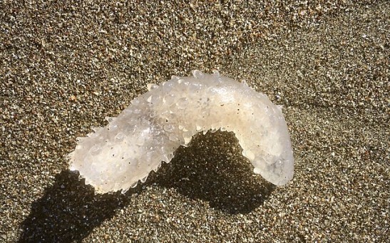 Millions of Gelatinous Transparent Blob-Like Creatures Wash Up on West Coast Beaches; What Are They? 