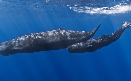 Sperm Whale Uses Disgusting 'Defensive Defecation' To Survive From Hungry Orcas