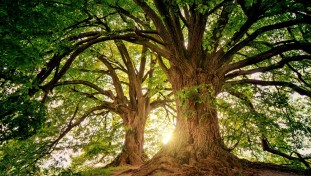 Rooted in Friendships: Trees Remember Experiences and Form Special Relationships 