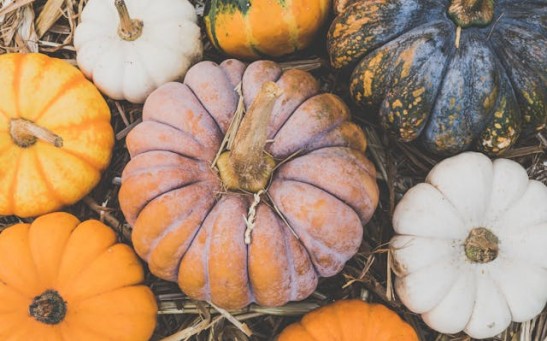 What Is Toxic Squash Syndrome? How to Tell When Pumpkin Is Toxic?