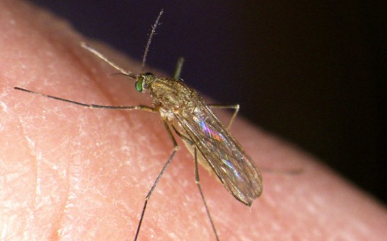 West Nile Virus Poses Emerging Public Health Threat in Europe; Climate Change Blamed for Spatial Expansion of Pathogen