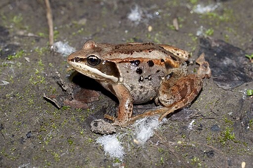 Alaskan Wood Frogs Survive Winter by Getting Frozen; The Secret Lies in Their Antifreeze-Like Blood 