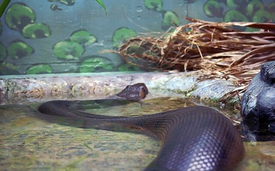 26-Foot Anaconda The World's Largest Snake Shot Dead by Hunters