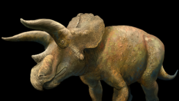 Three-Horned Dinosaurs Triceratops Lived and Moved in Group [Study]