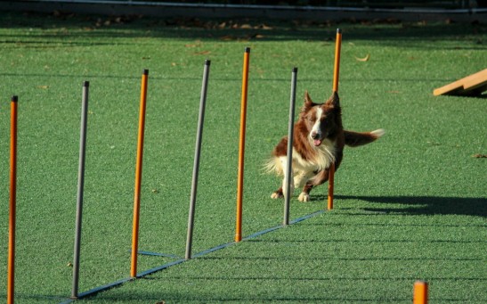 Top 10 Easy-to-Train Dog Breeds: Key Factors for Successful Training