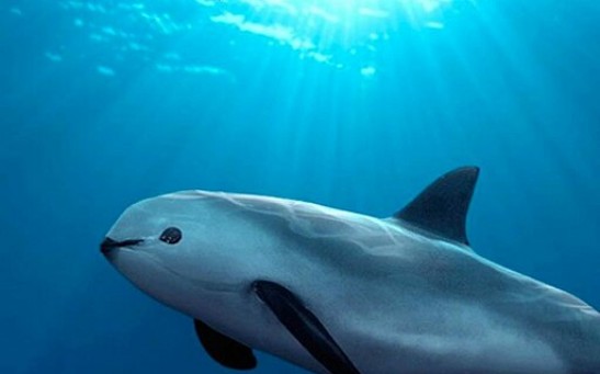 Vaquita Porpoise Under Threat of Population Decline; Extinction Alert Issued for the World’s Rarest Marine Mammal