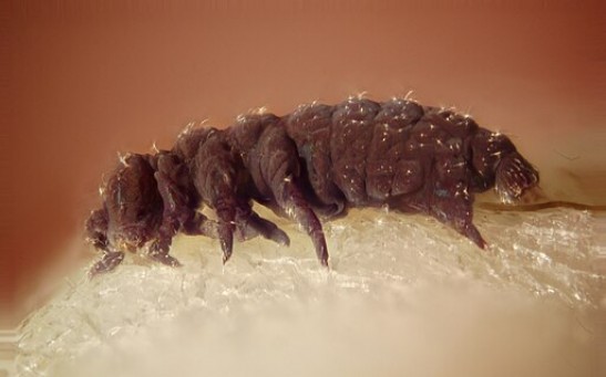 Tardigrade Proteins Could Help Slow Down Aging If Induced in Human Cells, Study Reveals