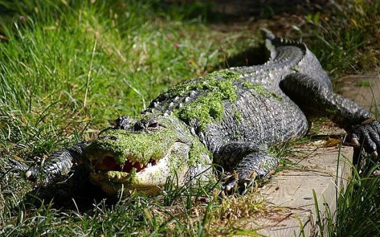 9-Foot Alligator Rescued From Selmon Expressway; Sighting Happens a Month Before Mating Season