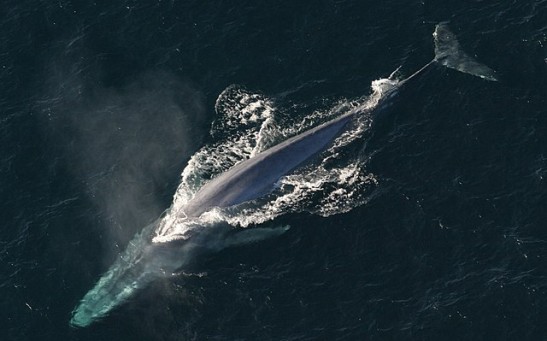 2 Male Blue Whales Caught Competing for the Female's Affection in Rare Mating Ritual