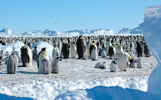 700 Emperor Penguin Chicks Jump From 50-Foot Ice Cliff in Antarctica; Here's Why They Do This