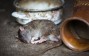 Can Animals Count? Scientists Unveil the Neural Basis of Number Sense in Rats
