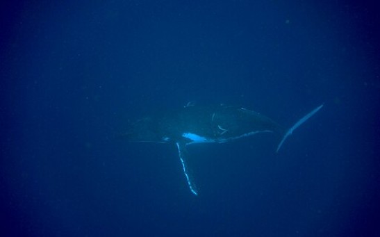 World’s First ‘Conversation’ Between Humans and Humpback Whales Could Help Us Talk to Aliens in the Future