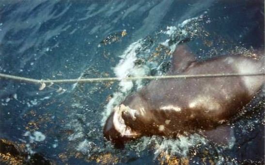 Rare Sleeper Shark: One of Longest Living Animals at Risk Due to Overfishing [Study]