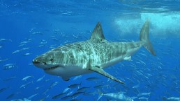 Flexible Great White Sharks Adapt Behavior Based on Different Hunting Scenarios