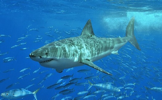 Flexible Great White Sharks Adapt Behavior Based on Different Hunting Scenarios