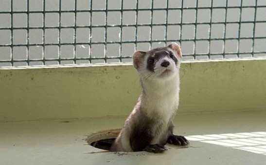 Two Ferrets Successfully Cloned From Frozen DNA Sample Taken in 1988; Can This Process Save Other Species From Extinction?