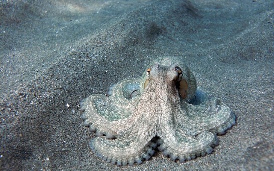 Cephalopods Are 'So Aliens' Says Marine Biologist Who Seemingly Communicates With an Octopus in Rare Video
