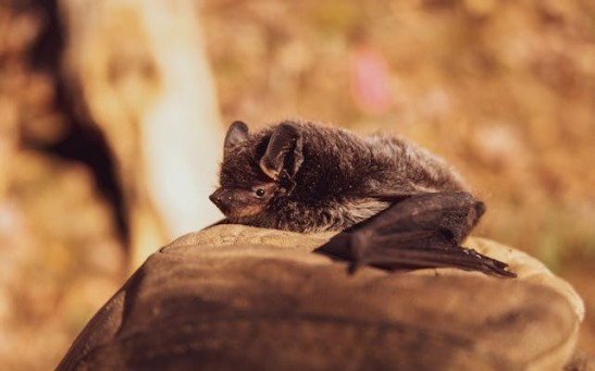 Bats Show First Evidence of Parallel Evolution in Mammal Species in Real-Time [Study]