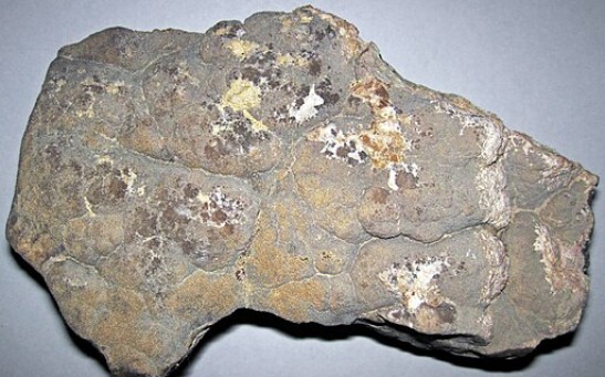 Human Jawbone Found in Kitchen Floor Tile Turns Out To Be Remains of Extinct Hominin Species