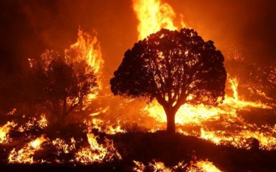 10 US States With Higher Chances of Wildfire in 2024 Revealed; Check the Map to See If Your Area Is Safe