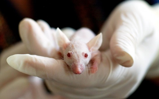 World’s First In-Utero Transplant: Scientists Transferred Kidney Tissue Between Rat Fetuses While Still in the Mother’s Womb 