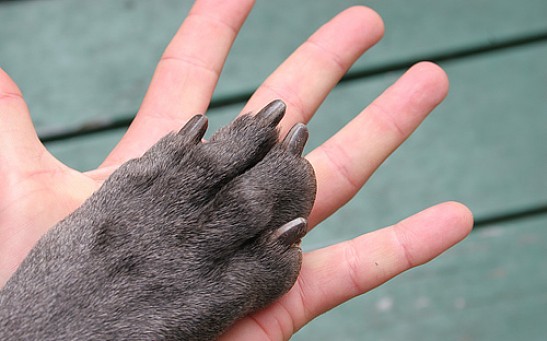 Why Do Most Mammals Have 5 Fingers? Exploring the Homology of Living Tetrapods